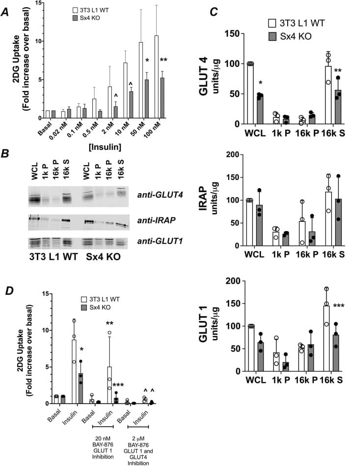Glut4-Ed Sac